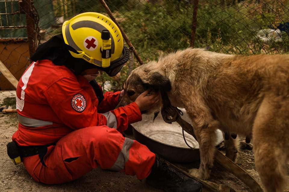 Διοργάνωση Δράσεων για την Παγκόσμια Ημέρα Σκύλου (26/8)